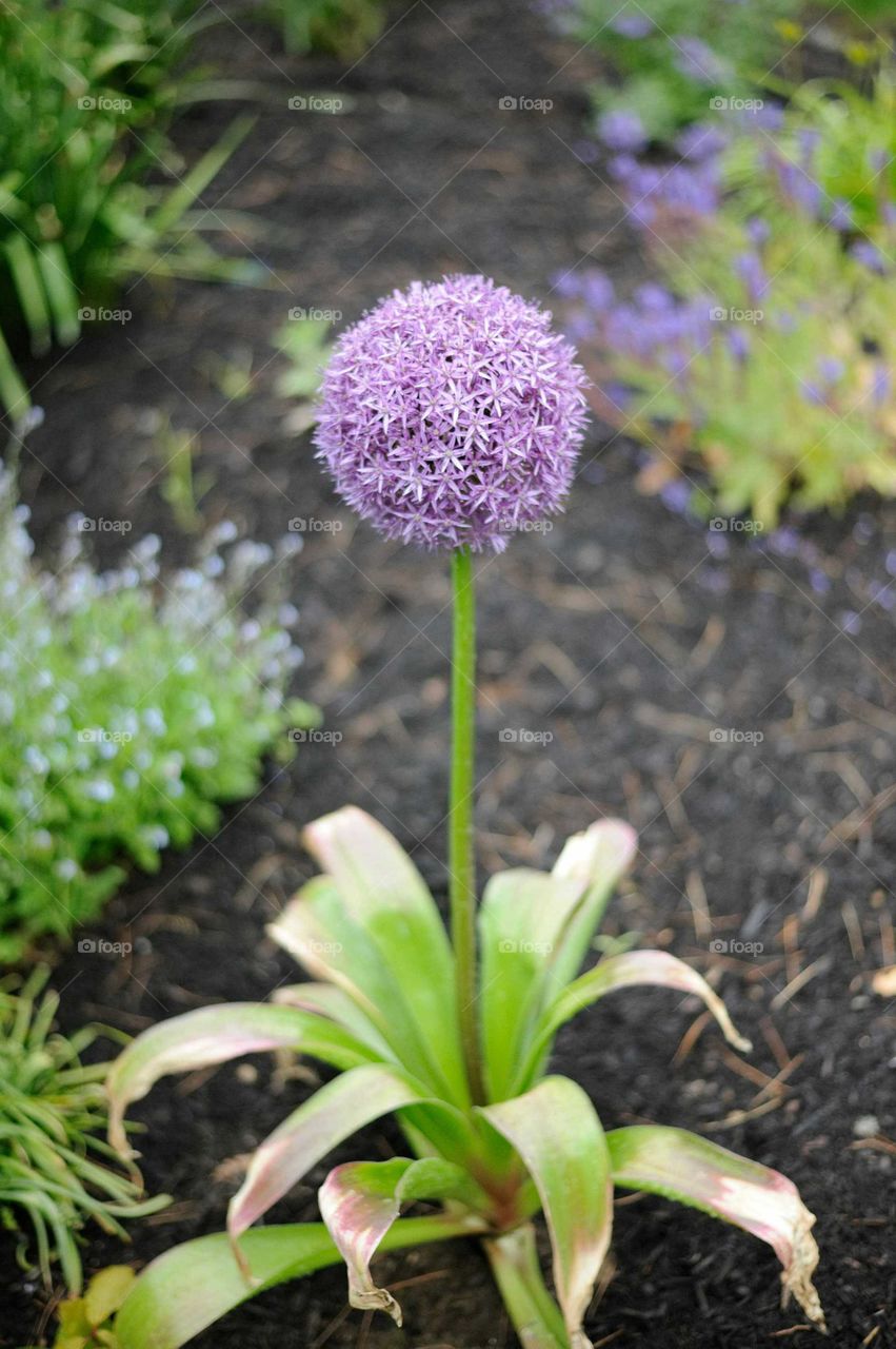 purple flower. my garden