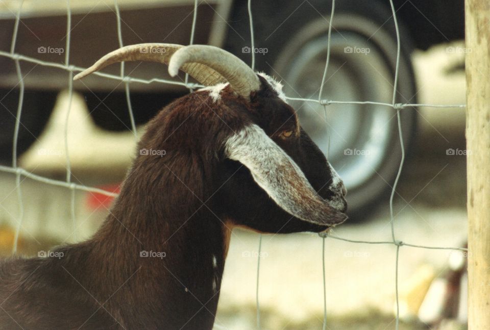 Goat at fence. Goat at fence