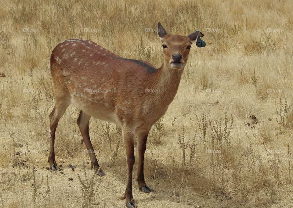 A deer stares curiously at tourists as they drive by at the Wildlife Safari in Southern Oregon. 