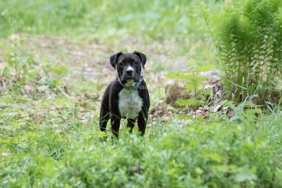 Beautiful puppy dog in green forest - fin gullig hund amstaff valp i  grönskande skog 