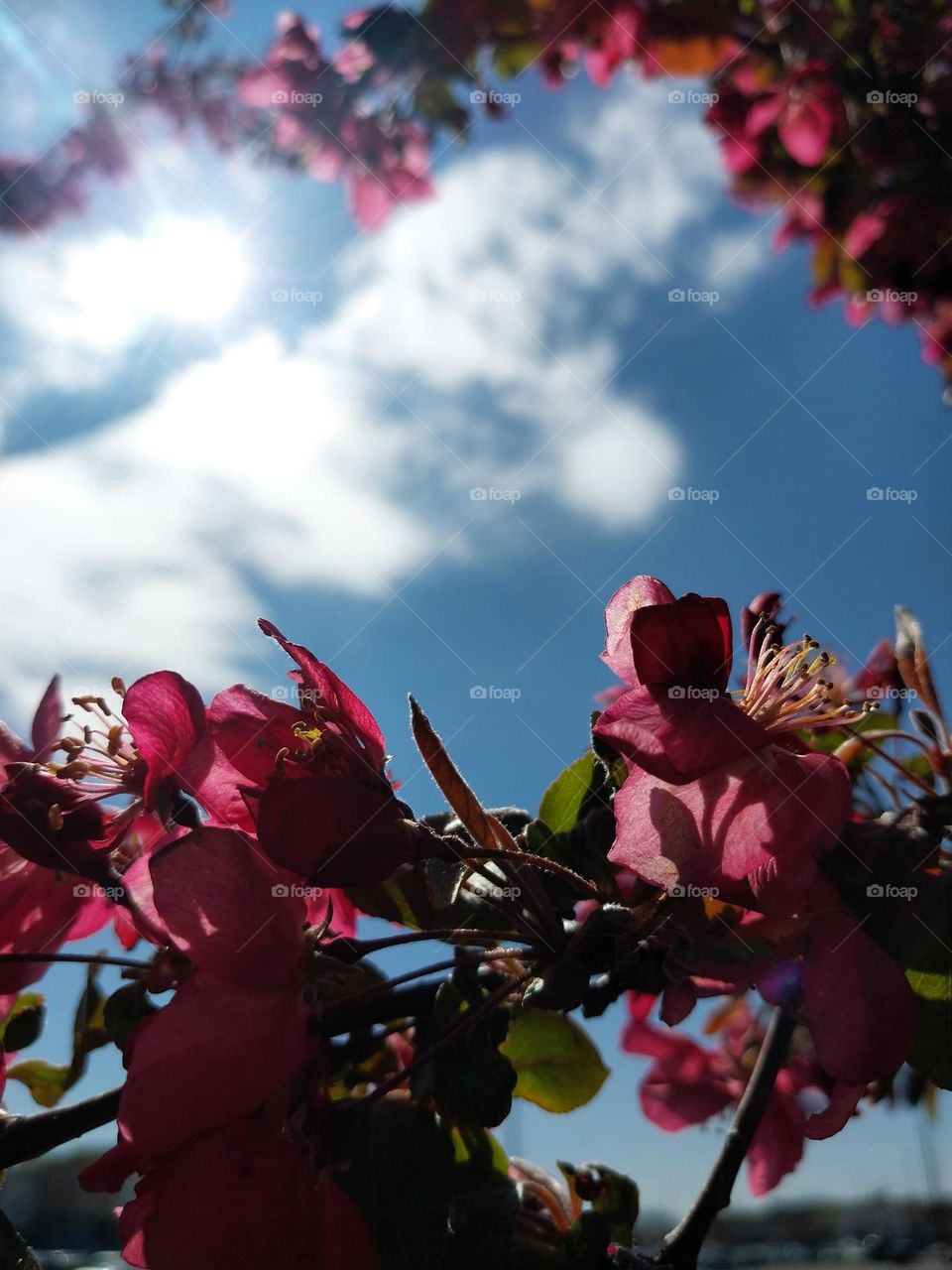 Spring Blossoms