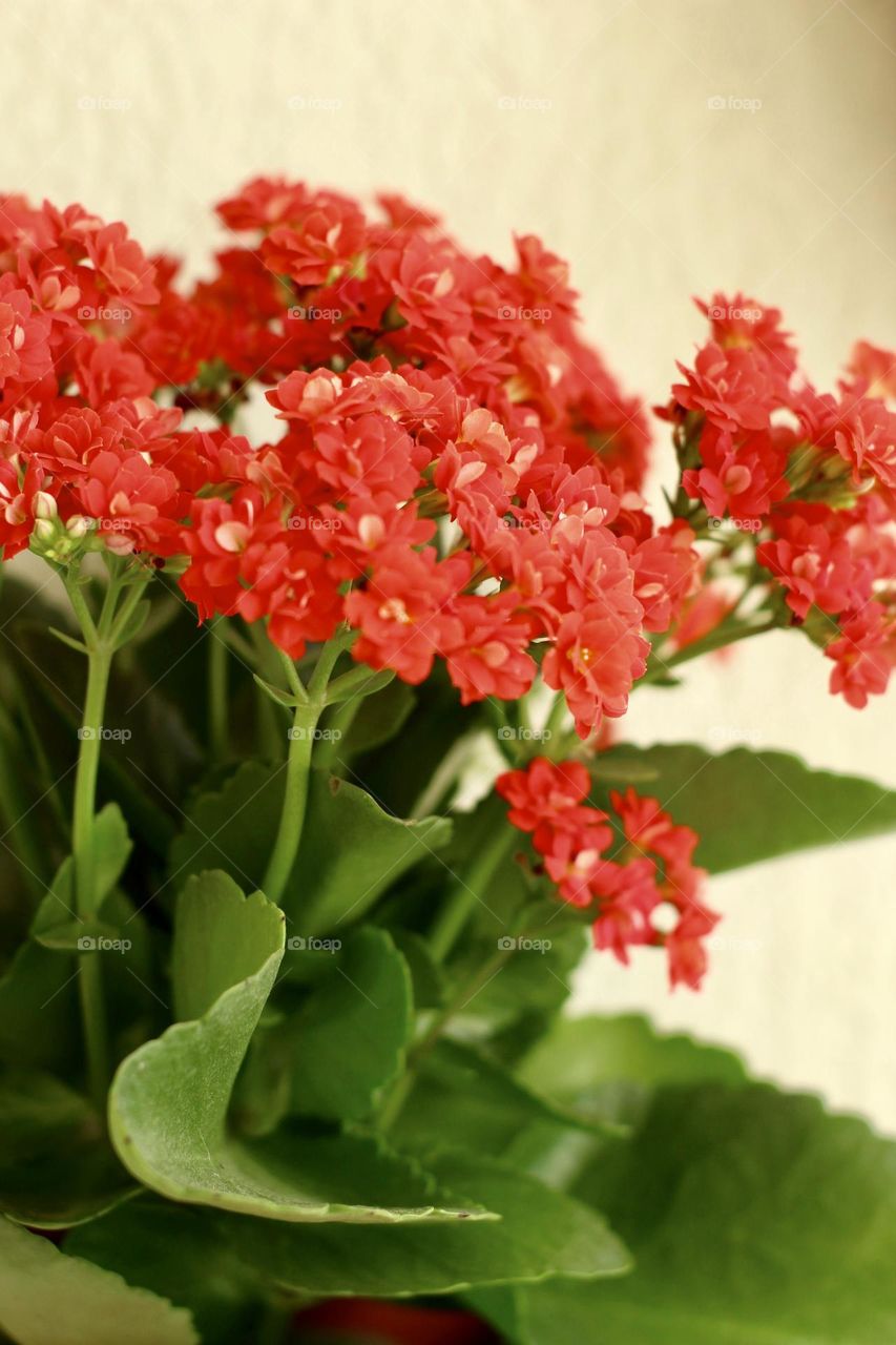 Red Flowers 