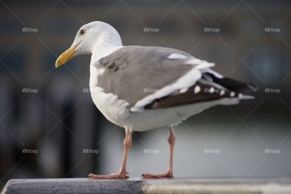 A close up of a San Francisco seagull on the bay.