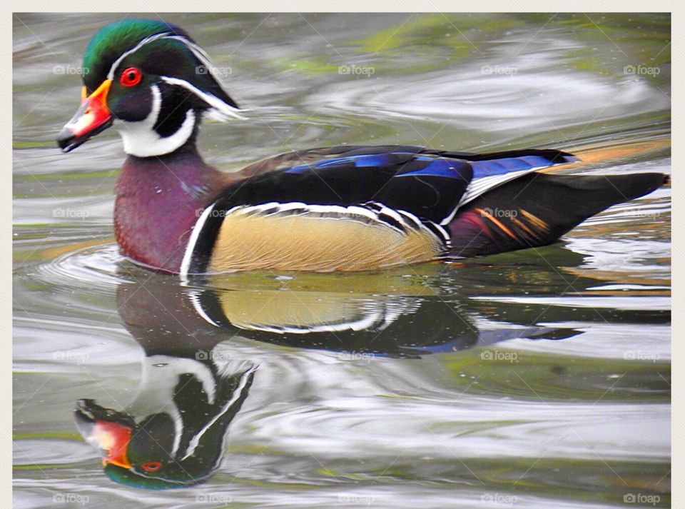 Wood Duck