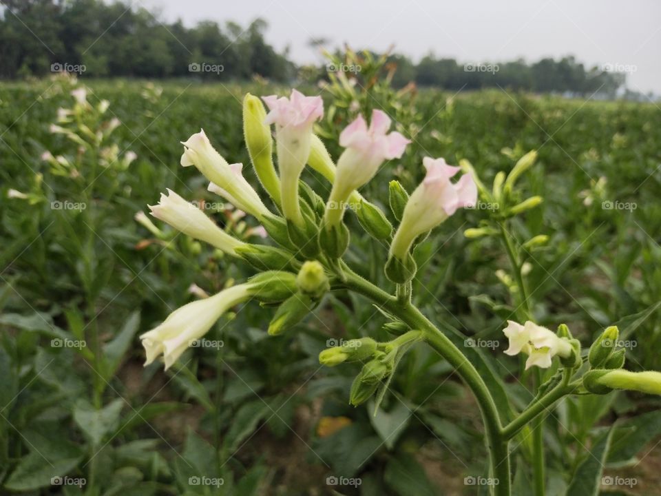 Tobacco Flowers