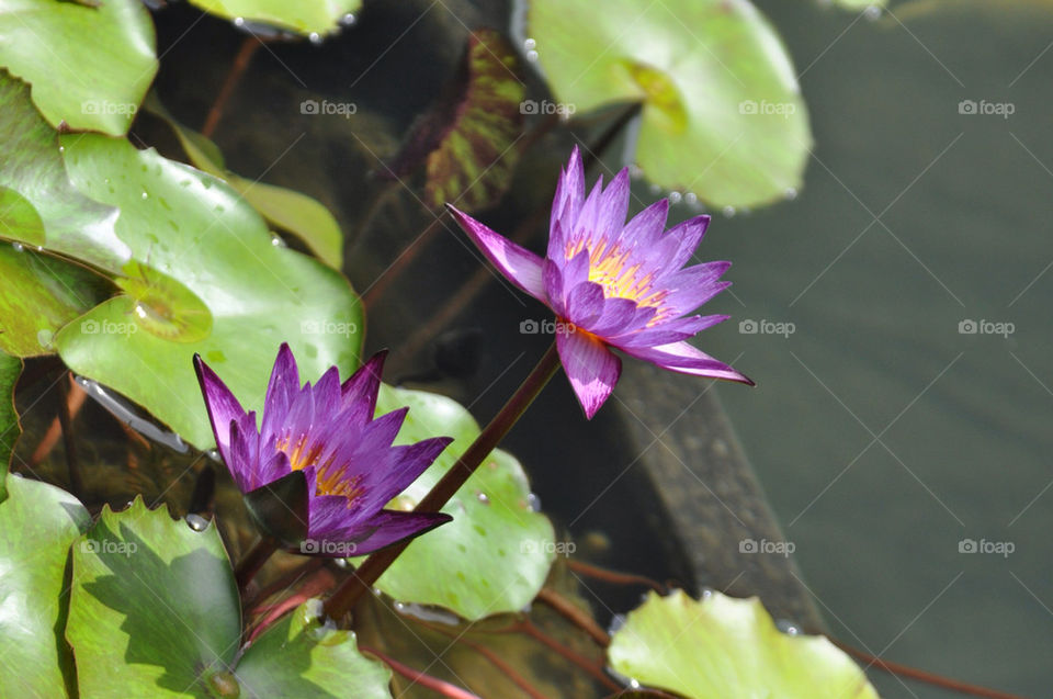 green flowers purple water by walters
