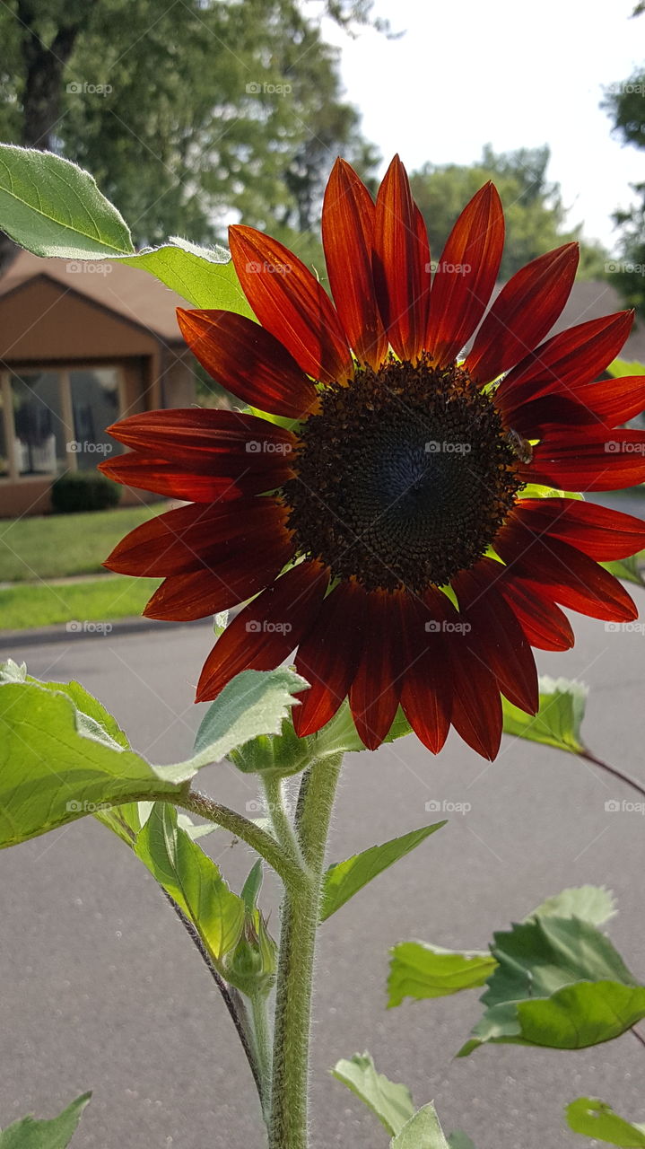 Red Sunflower