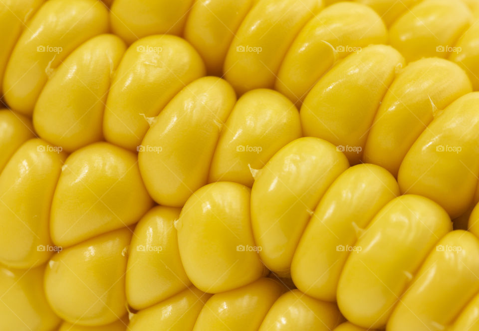 yellow corn background,  harvest season, healthy organic nutrition, maize cob, golden textured wallpaper.