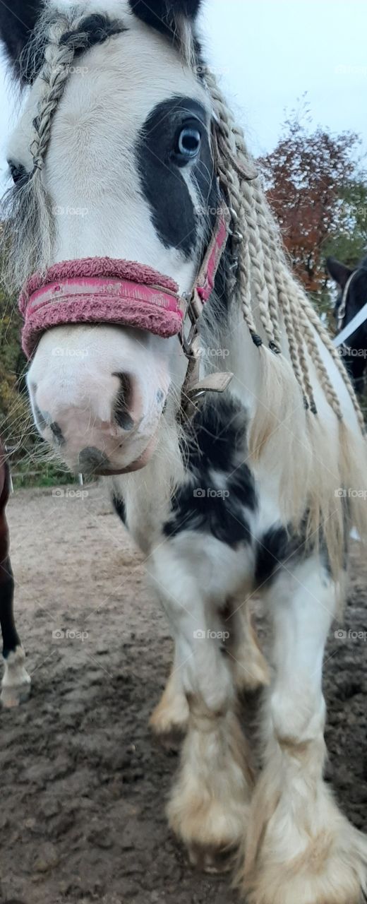 white horse with black patches and plaits close-up