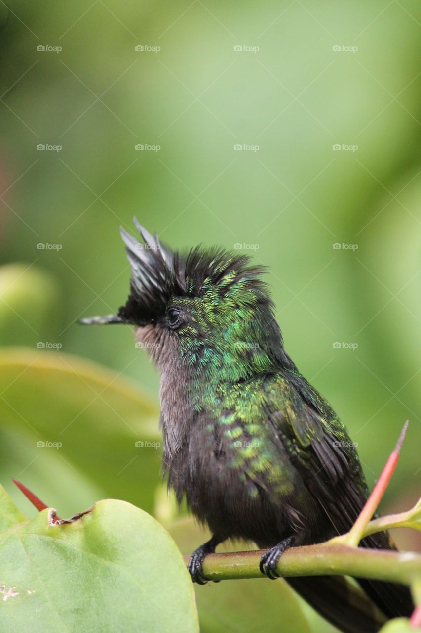 Green emerald humming bird close up 