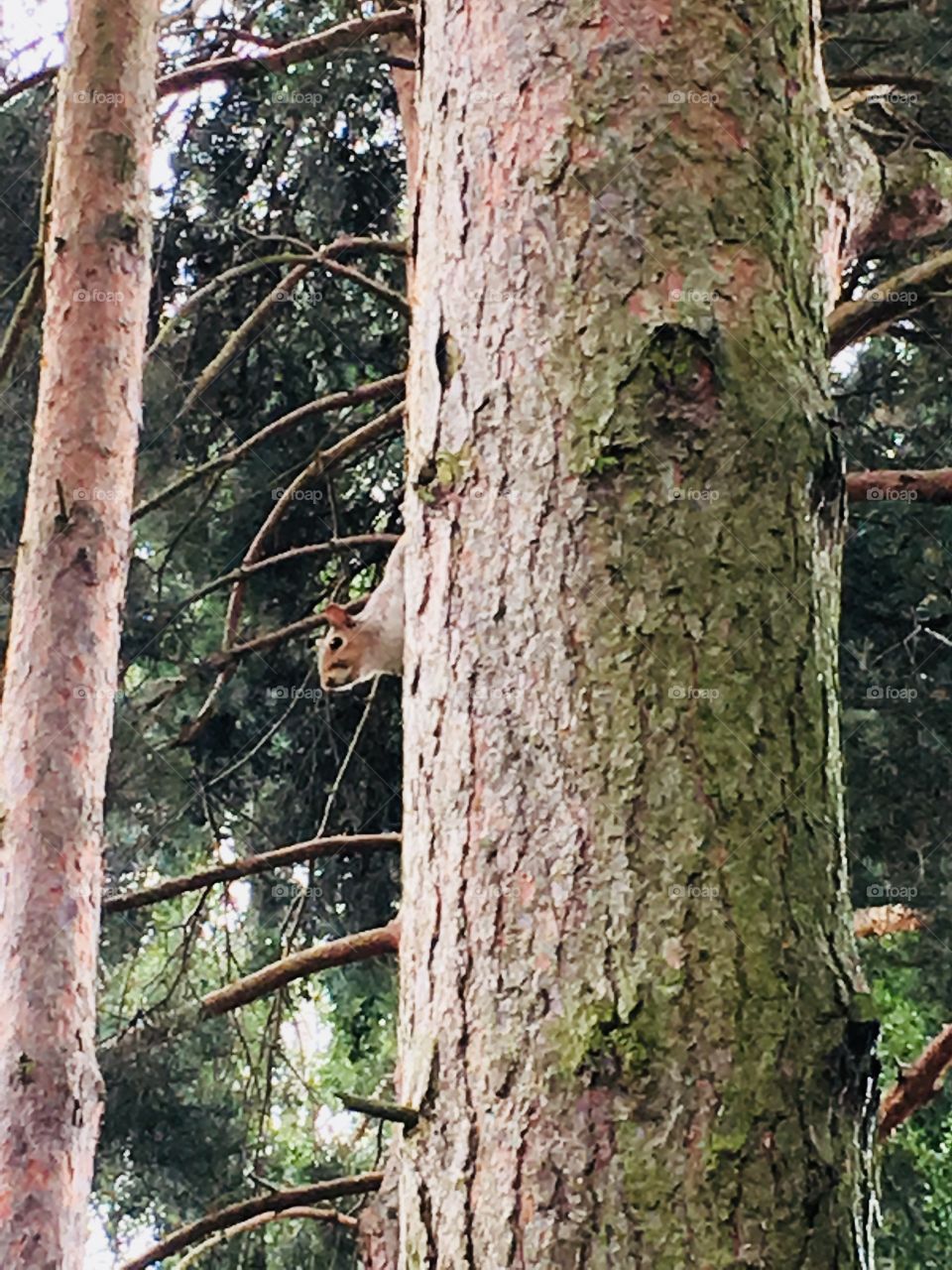 Squirrel peeping around the trunk of a pine tree in my garden
