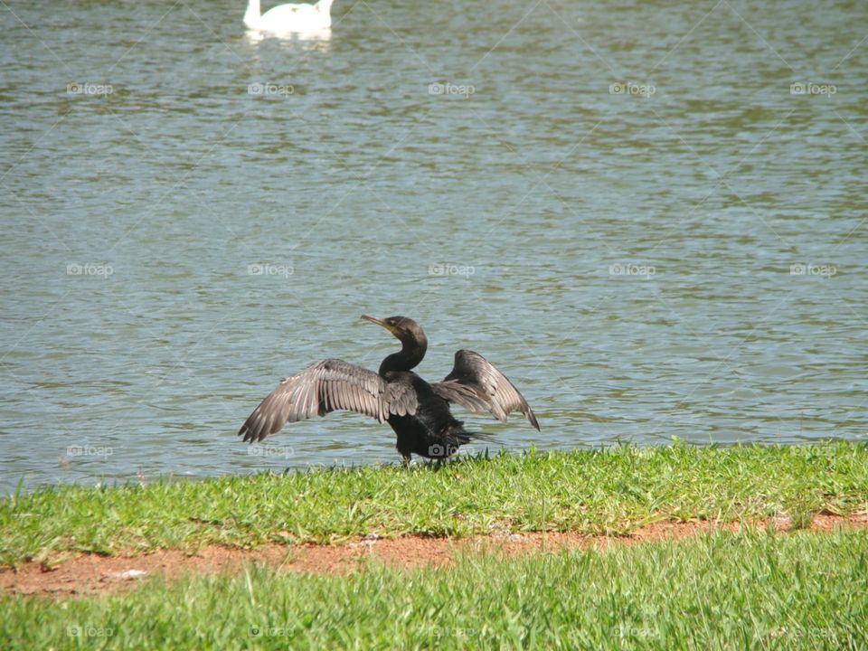 Cormorant sunbathing 