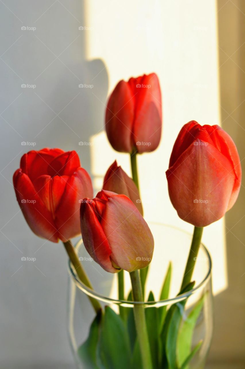 red tulips flowers in sunlight spring nature