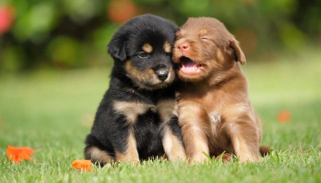 funny dogs