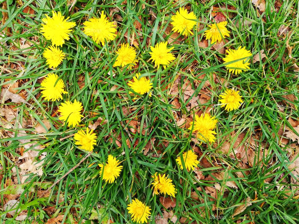 Yellow flowers arranged in the shape of a heart