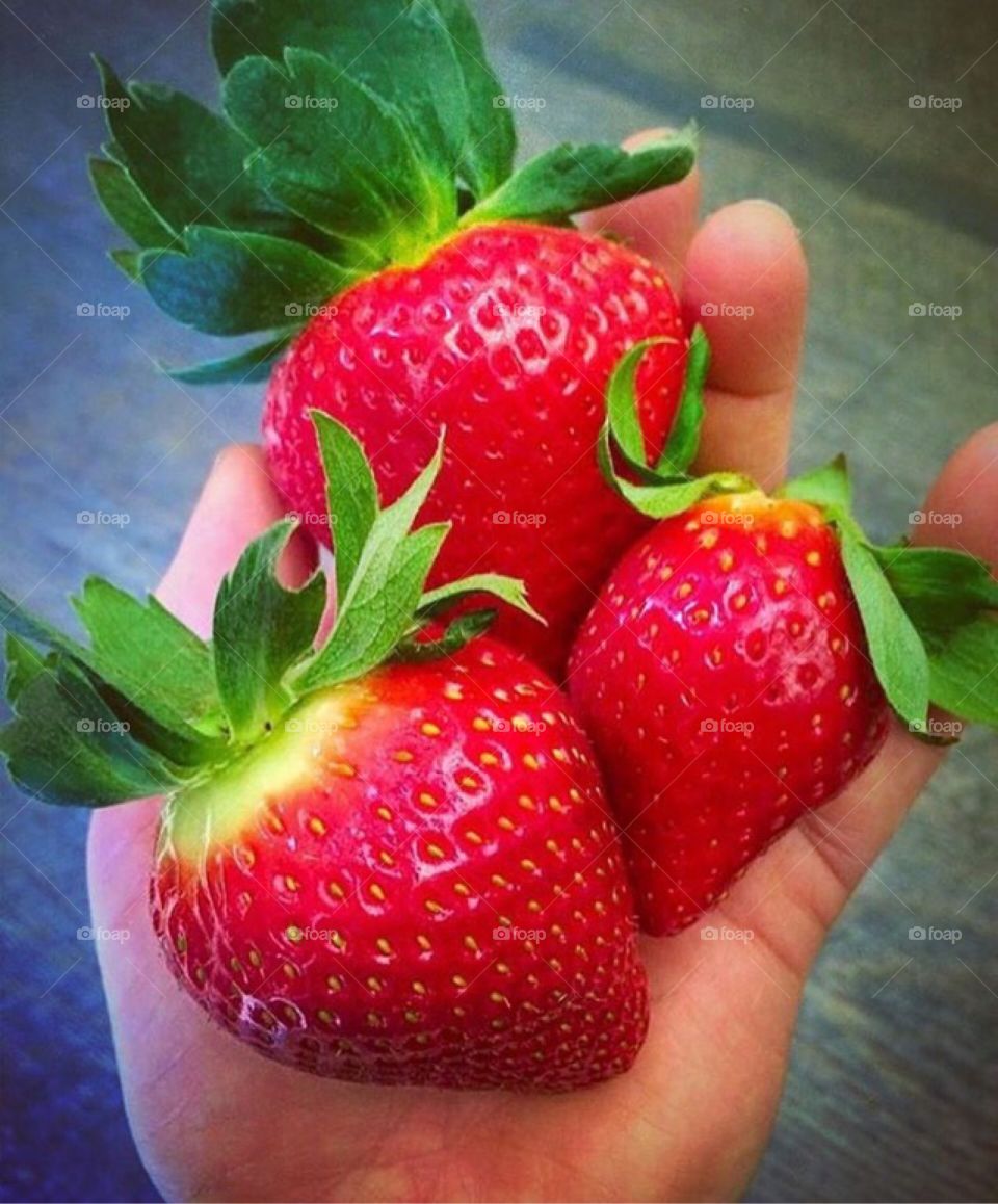 Jumbo Strawberries in Hand