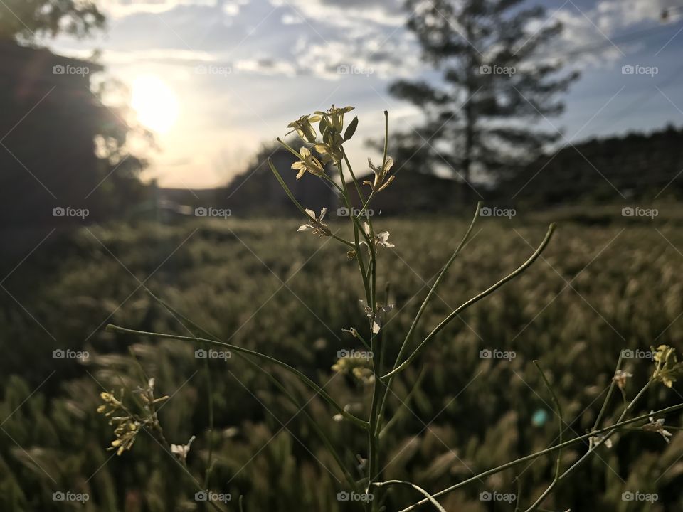 Sunset from our little farm. 