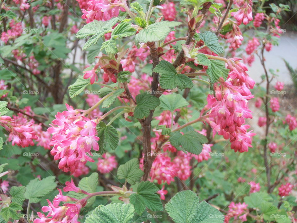 random pink flowers