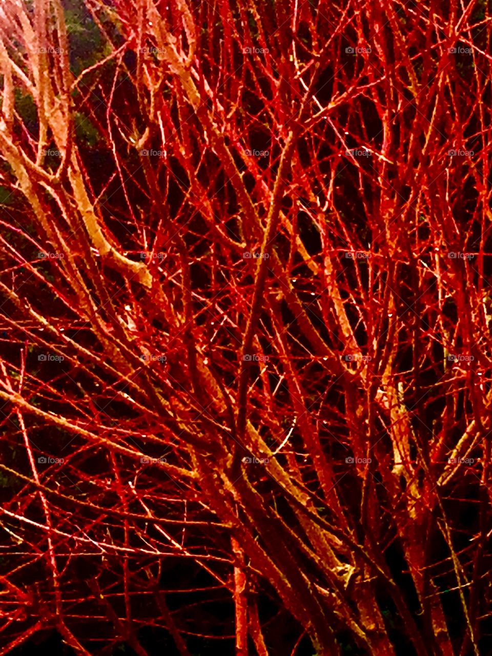 Ember Branches in Winter