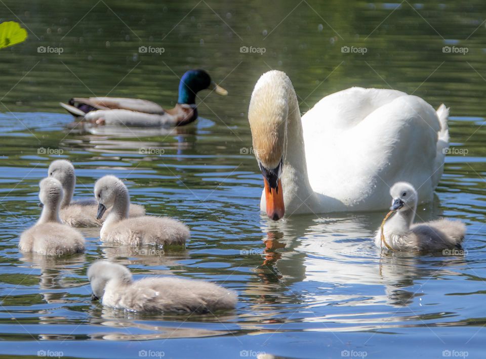 A spring day ,the Swan family  wokes up from winter ,and feeding her kids into the water .