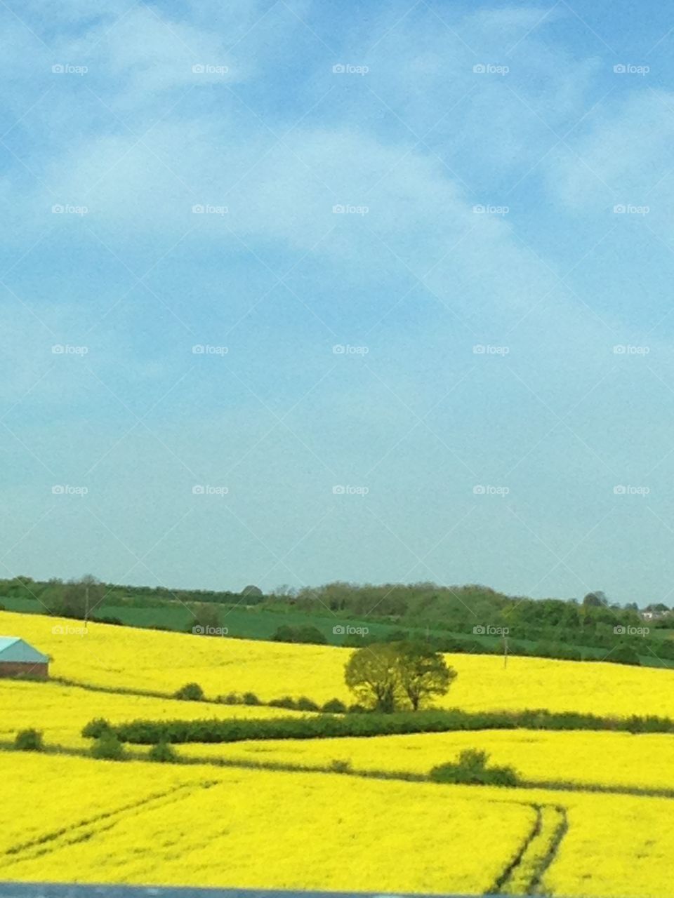 Fields of gold