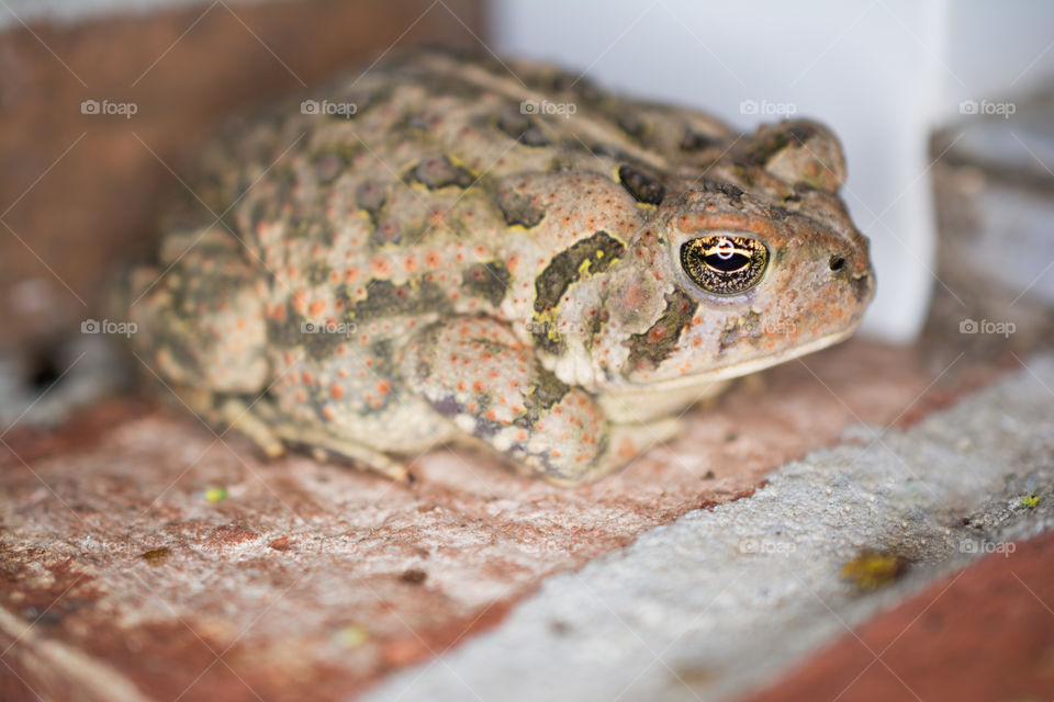 Bullfrog on My Front Doorstep Close Up