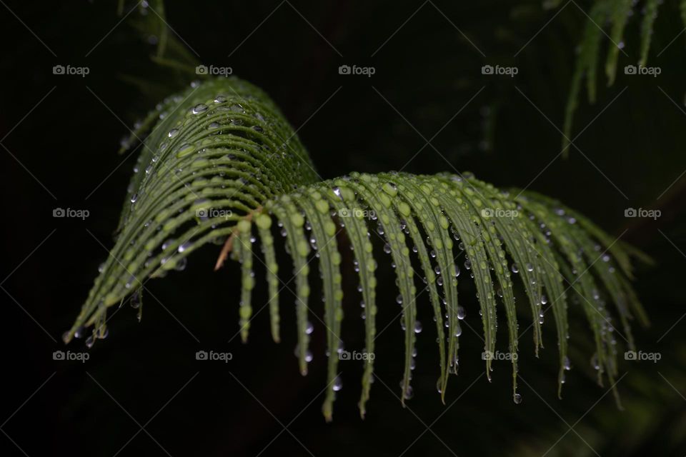 Raindrops on the plant/Gotas de chuva na planta.