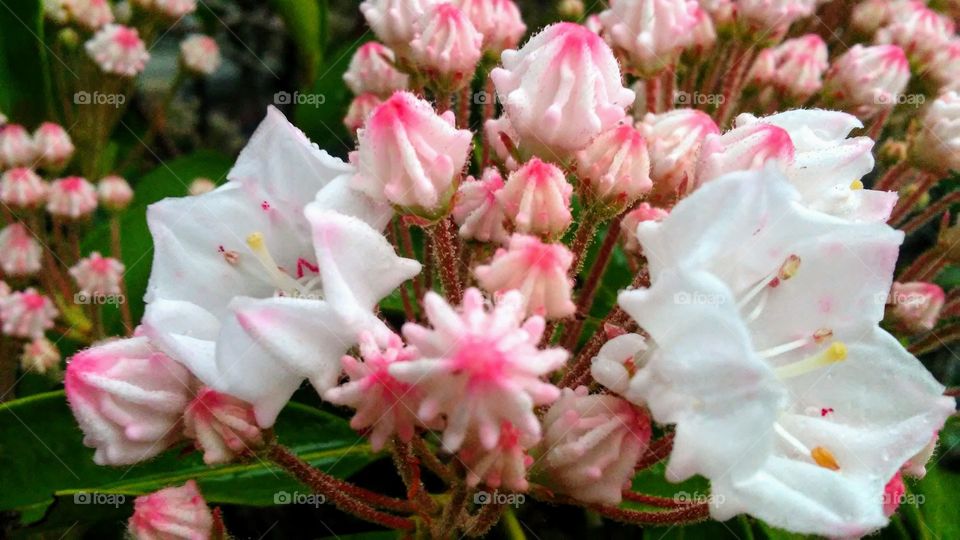 spring. flowers. beauty