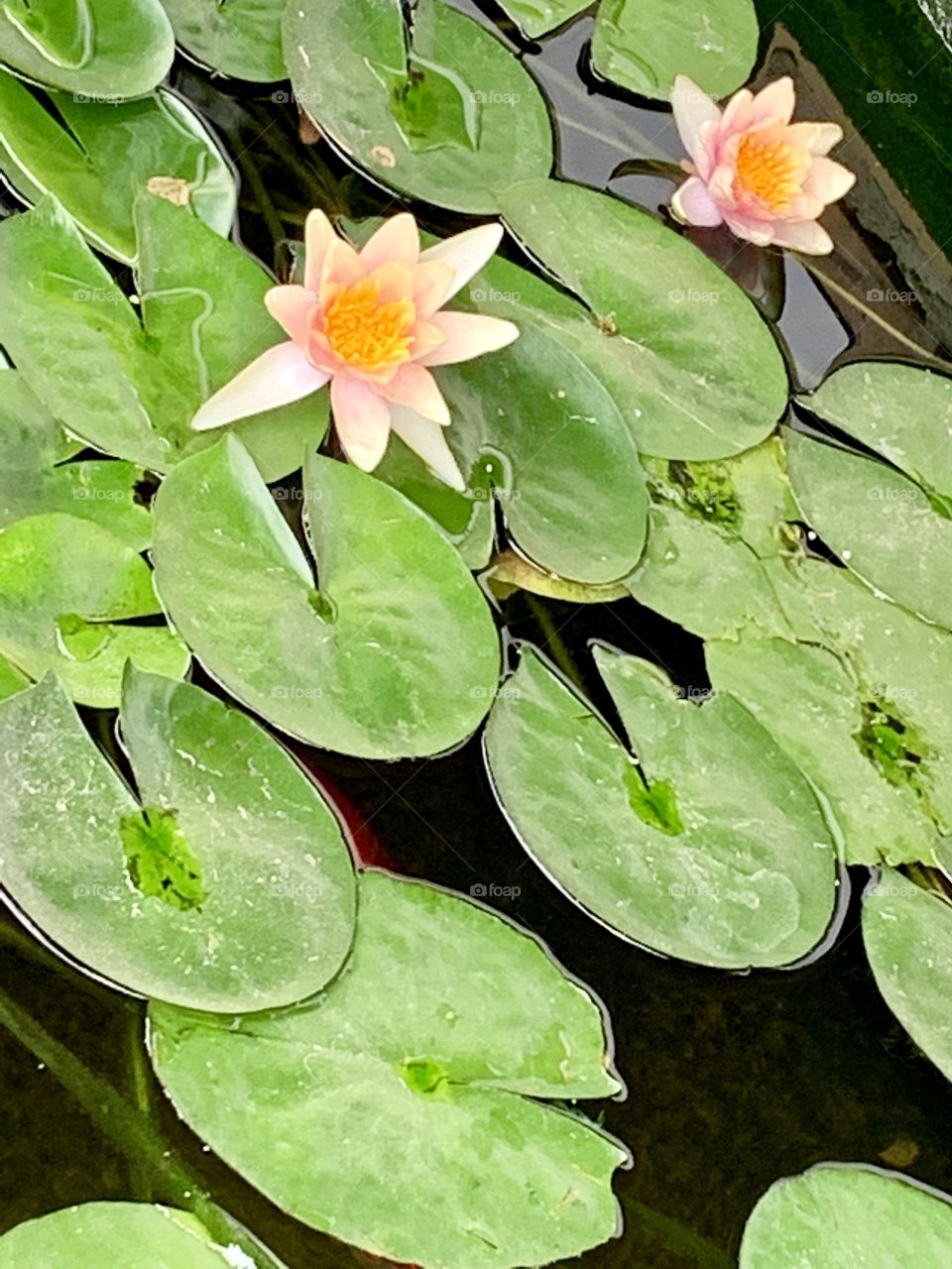 Lily pad with flowers
