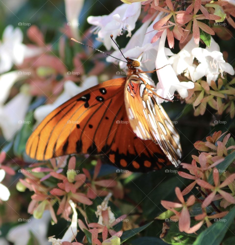 Butterfly and Flowers 