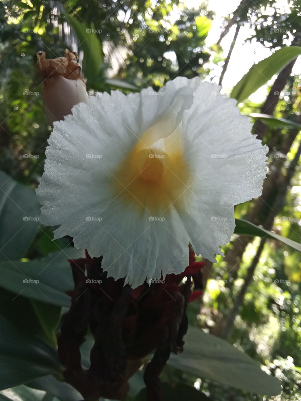 Tebu flower (Costus speciosus). Leaves of this plant is useful for a sambal and this is a medicine for diabetes.