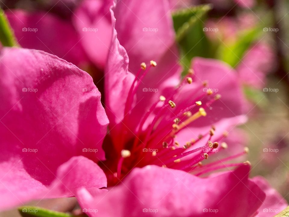 Blooming. Macro 