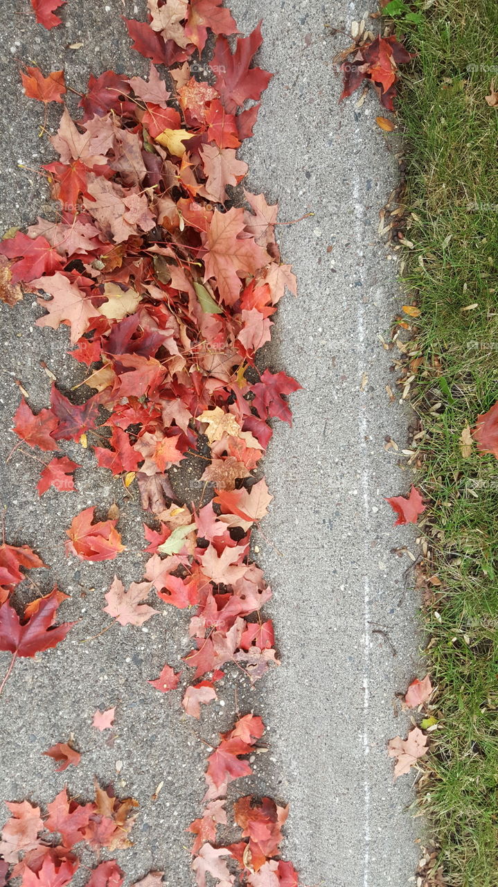 Where the sidewalk collects leaves