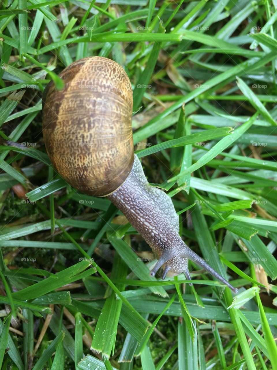 Snail on Grass. 