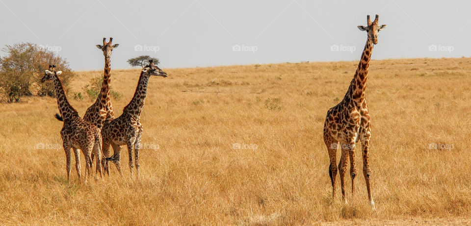 Giraffes in Kenya 