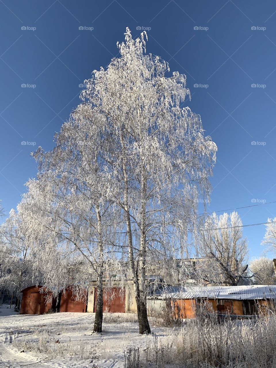 White birch is gorgeous in its winter outfit. All its branches are covered with hoarfrost sparkling in the sun