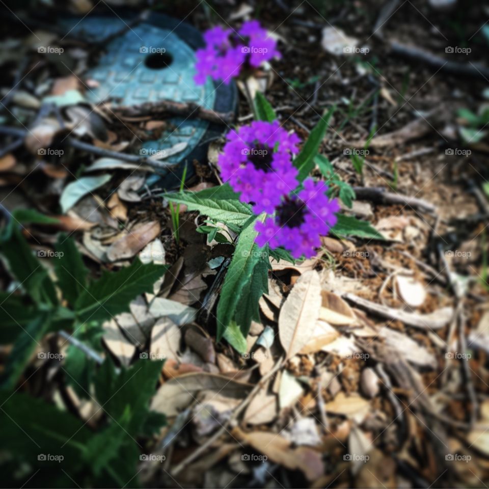 Flower on interstate 20. 