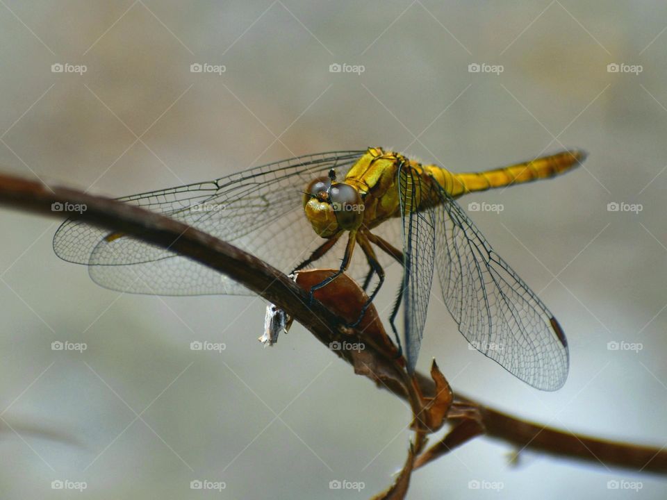 dragonfly