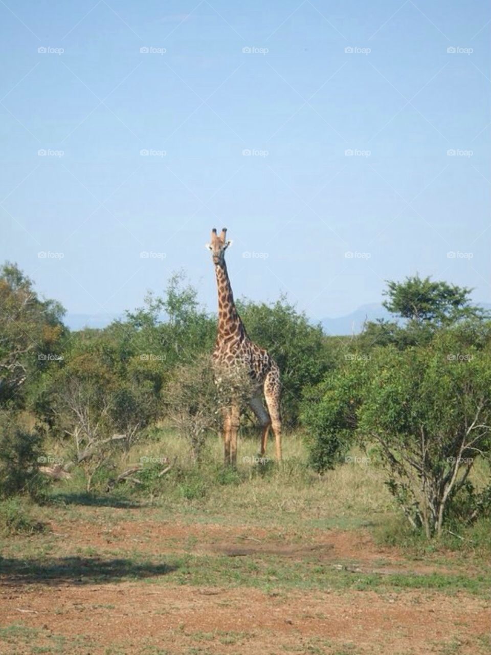 Giraffe . Safari at Kruger in South Africa 