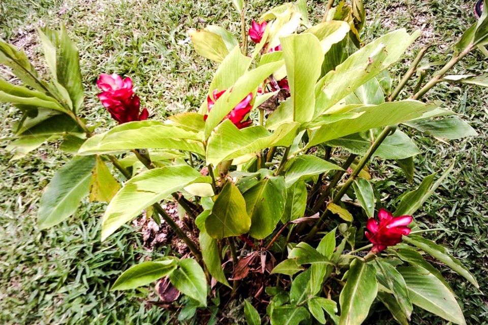  vanuatu flowers 