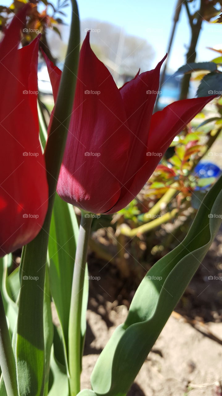 tulips