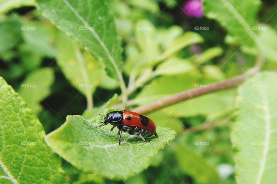 ladybug