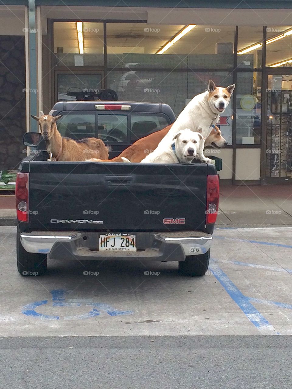 Animal love. Goat dogs truck Hawaii store parked getting around hysterical Man and his bestfriends animals love