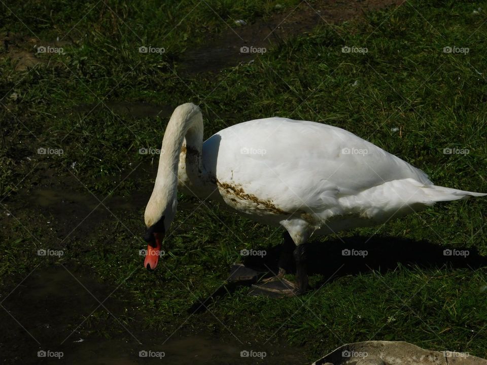 Swan