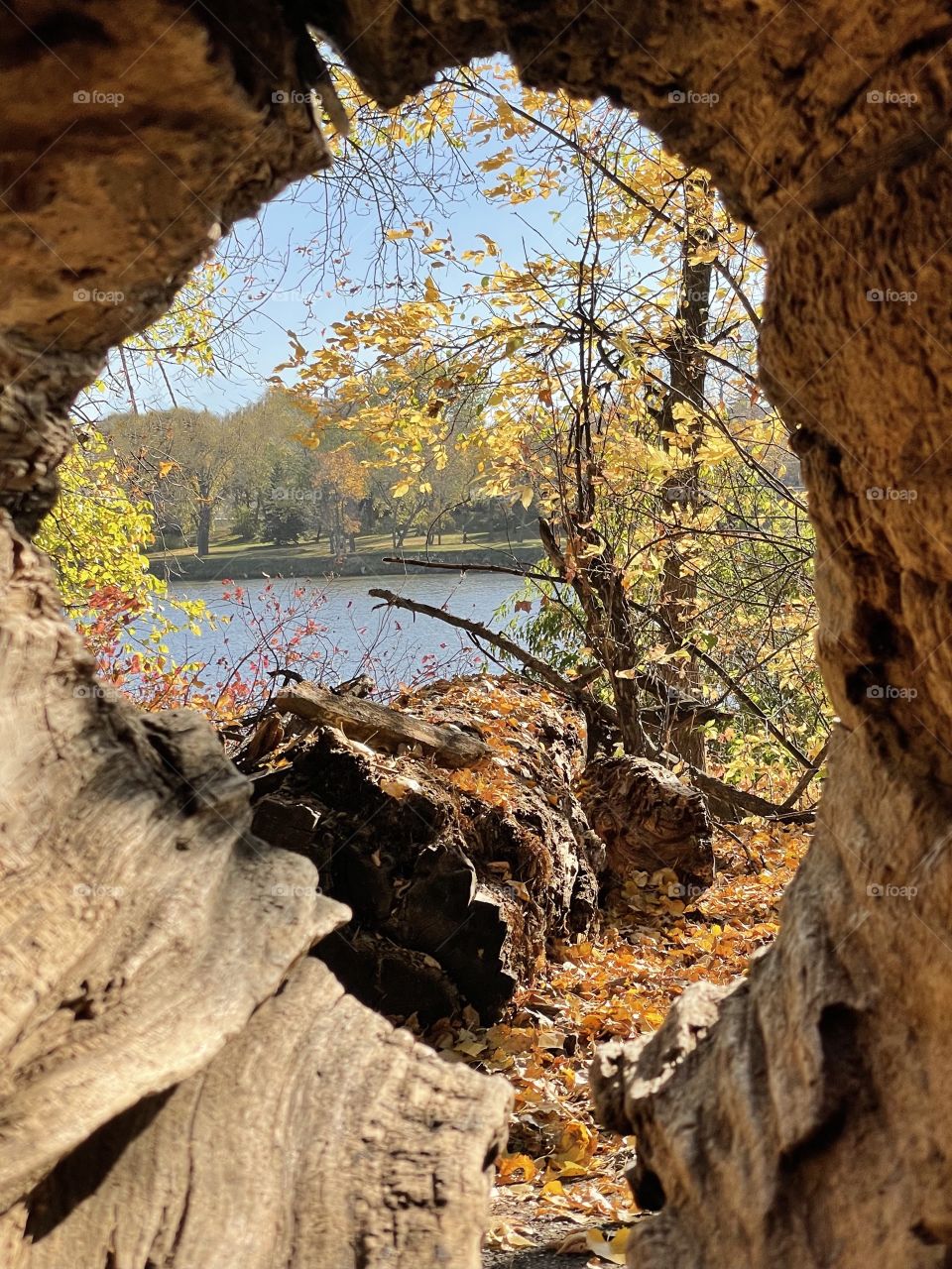 View through a log