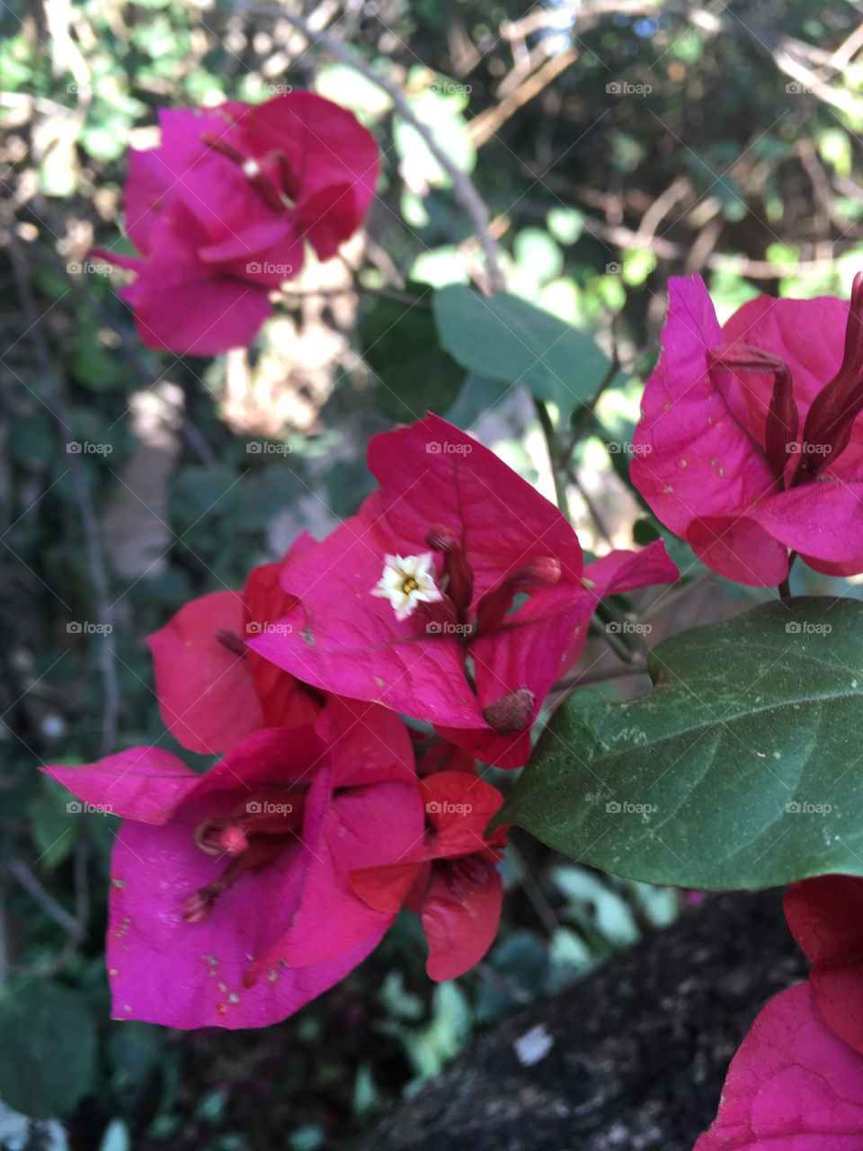 🌺Fim de #cooper!
Suado, cansado e feliz, alongando e curtindo a beleza das #flores.
🏁
#corrida #treino #flor #flower #flowers #pétalas #pétala #jardim #jardinagem #garden #flora #run #running #esporte #alongamento