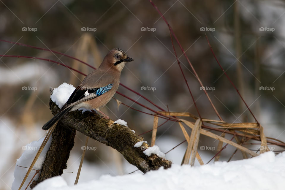 Jay, perched on a thick branch in a winter forest