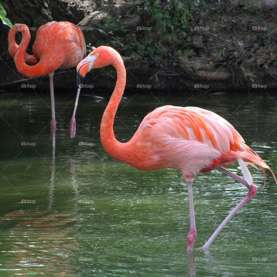 Flamingos 