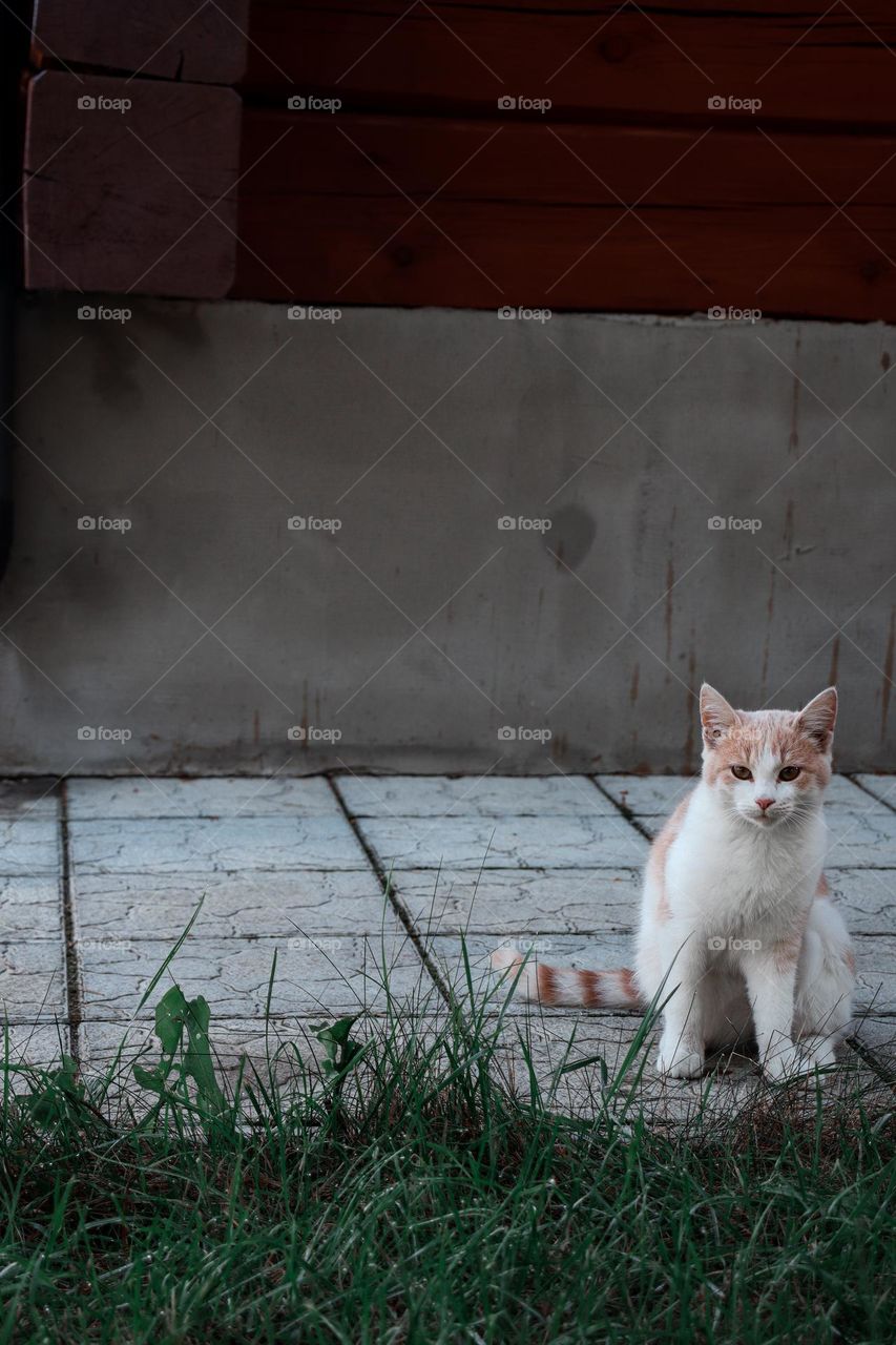 A beautiful ginger-and-white kitten sitting in front of a gray wall.