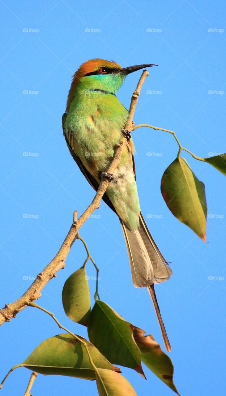 green bee eater bird